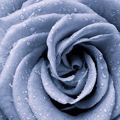 Image showing blue rose