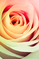 Image showing multicolor rose