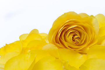 Image showing yellow rose macro
