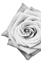 Image showing white rose