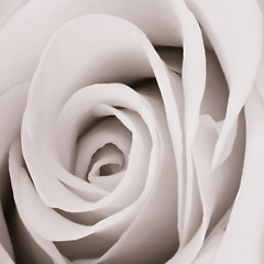 Image showing white rose close up