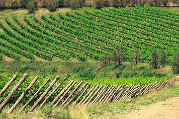 Image showing Typical Tuscan landscape