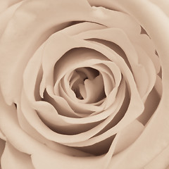 Image showing white rose close up