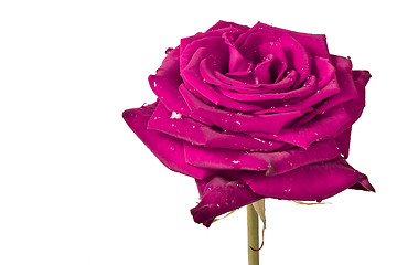 Image showing pink rose