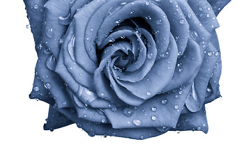 Image showing blue rose