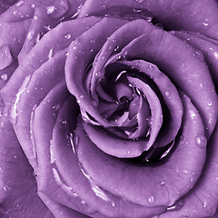 Image showing violet rose