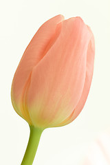 Image showing orange tulips