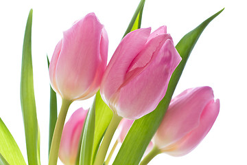 Image showing pink tulips