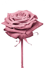 Image showing pink rose