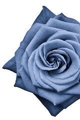 Image showing blue rose