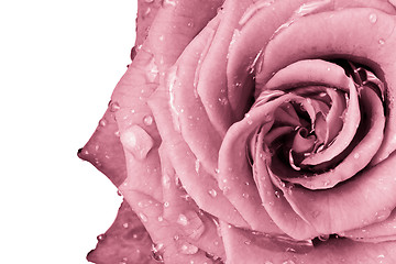 Image showing pink rose