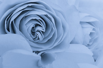 Image showing blue rose macro