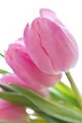 Image showing pink tulips