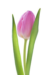 Image showing pink tulips