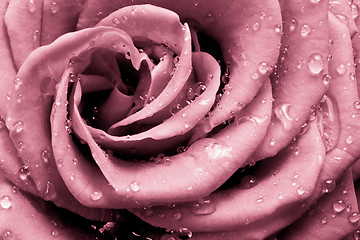 Image showing pink rose