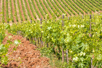 Image showing Typical Tuscan landscape