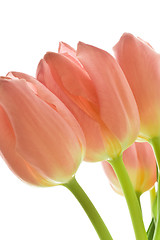 Image showing orange tulips