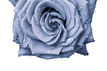 Image showing blue rose