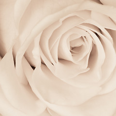 Image showing white rose close up