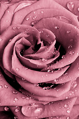 Image showing pink rose