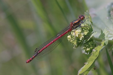 Image showing Dragonfly (pyrrhosoma nymphula)