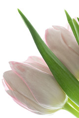 Image showing tulips