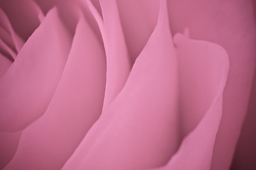 Image showing pink rose macro