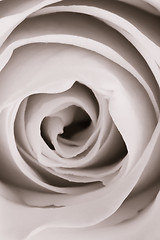 Image showing white rose close up