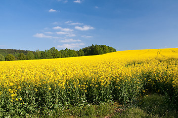 Image showing rape field