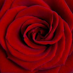 Image showing red rose