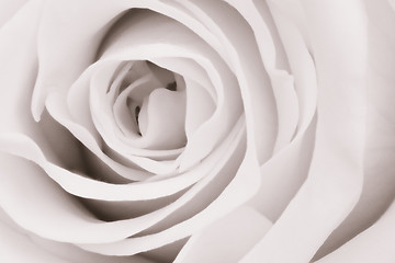 Image showing white rose close up