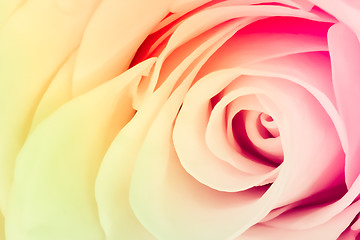 Image showing multicolor rose