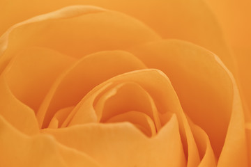 Image showing orange rose macro