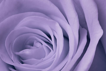 Image showing violet rose close up