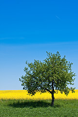 Image showing rape field