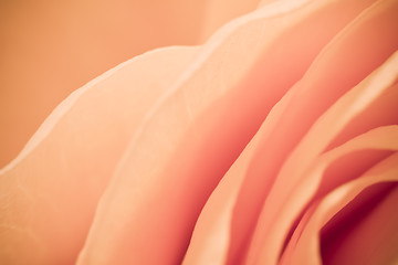 Image showing orange rose macro