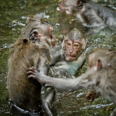 Image showing Monkey (Macaca fascicularis)