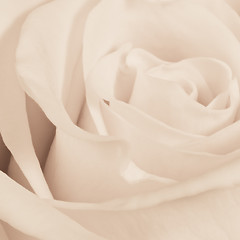 Image showing white rose close up