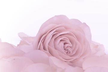 Image showing pink rose macro