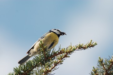 Image showing Blue tit with booty