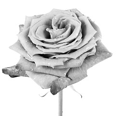 Image showing white rose