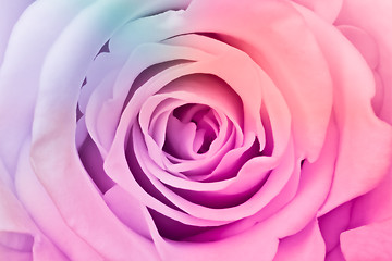 Image showing multicolor rose