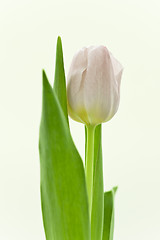 Image showing tulips