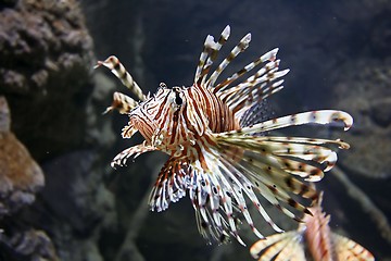 Image showing Lion Fish