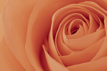 Image showing orange rose macro