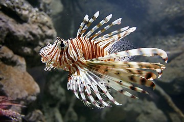 Image showing Lion Fish
