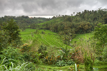 Image showing rice fields in Bali, Indonesia