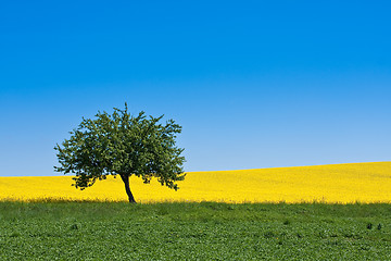 Image showing rape field