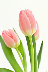 Image showing orange tulips