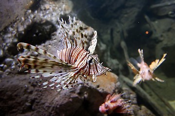 Image showing Lion Fish